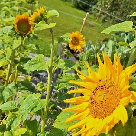 Groennebaek * Fovling