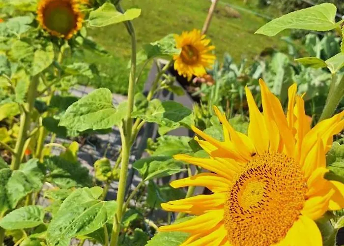 Groennebaek * Fovling